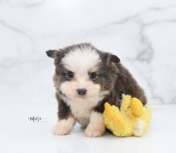 Mini / Toy Australian Shepherd Puppy Ernie