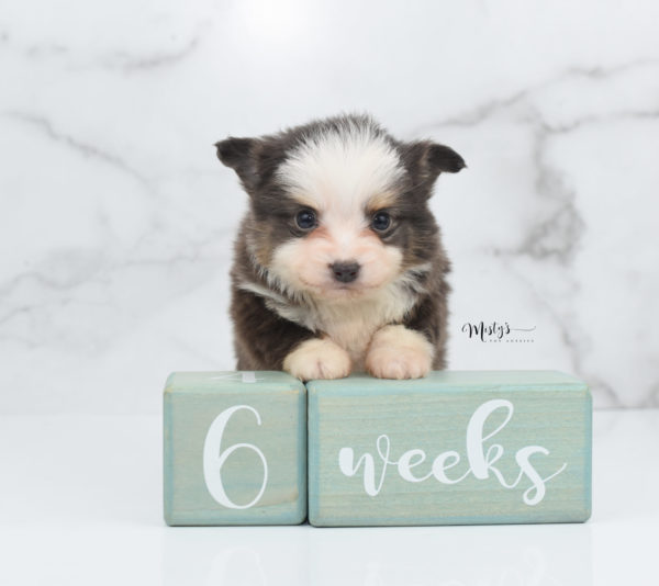 Mini / Toy Australian Shepherd Puppy Ernie