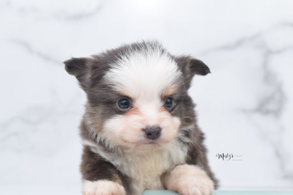 Mini / Toy Australian Shepherd Puppy Ernie
