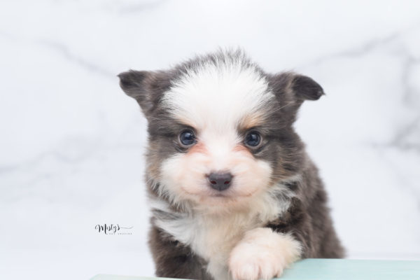 Mini / Toy Australian Shepherd Puppy Ernie