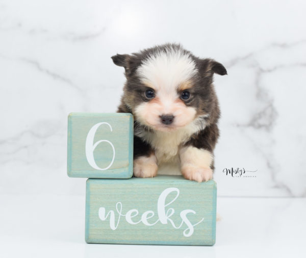 Mini / Toy Australian Shepherd Puppy Ernie