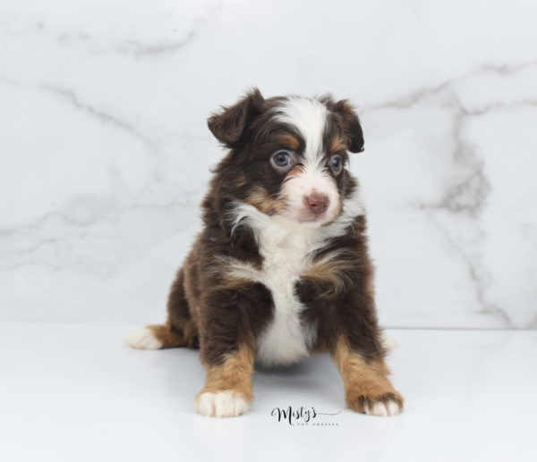 Mini / Toy Australian Shepherd Puppy Rufus