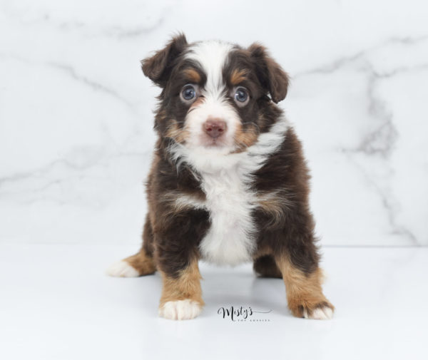 Mini / Toy Australian Shepherd Puppy Rufus