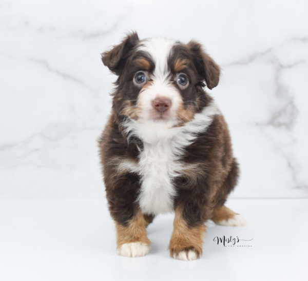 Mini / Toy Australian Shepherd Puppy Rufus