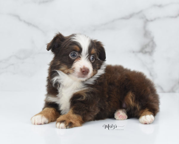 Mini / Toy Australian Shepherd Puppy Rufus