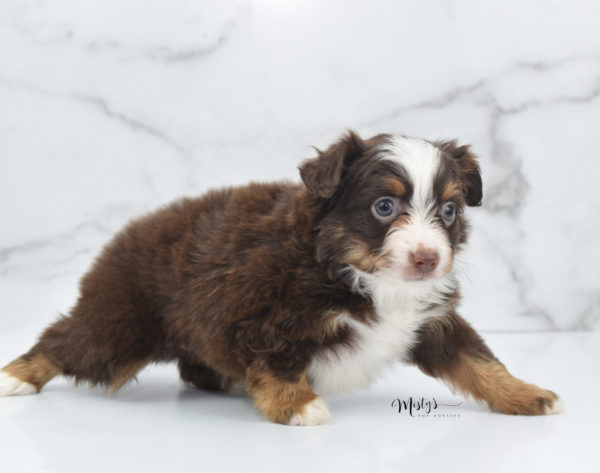 Mini / Toy Australian Shepherd Puppy Rufus