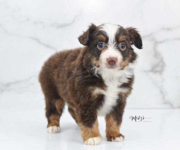 Mini / Toy Australian Shepherd Puppy Rufus