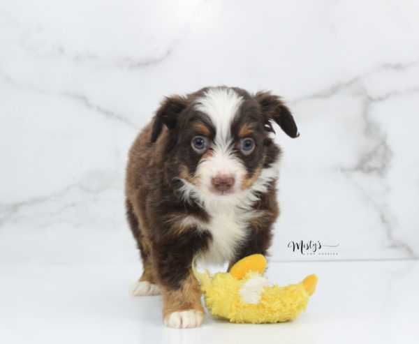 Mini / Toy Australian Shepherd Puppy Rufus