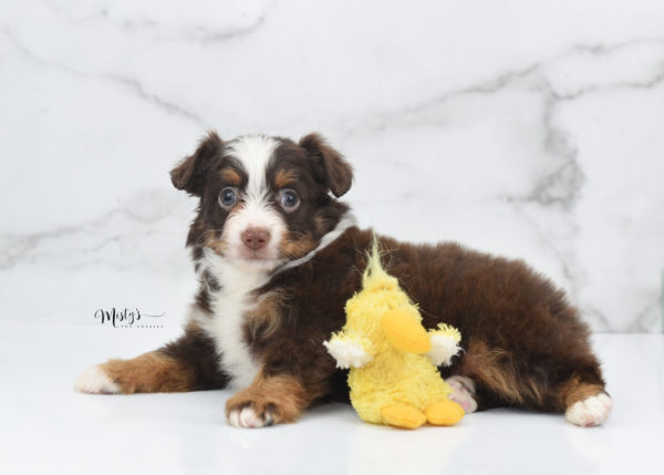 Mini / Toy Australian Shepherd Puppy Rufus