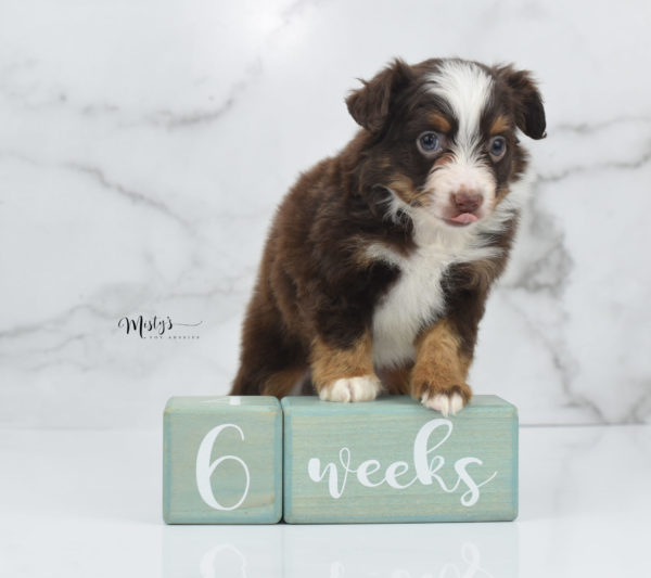 Mini / Toy Australian Shepherd Puppy Rufus