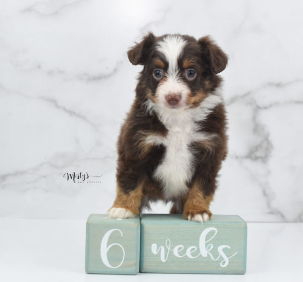 Mini / Toy Australian Shepherd Puppy Rufus
