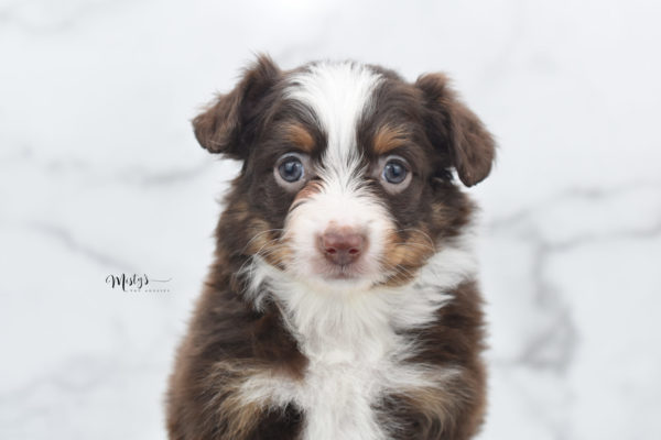 Mini / Toy Australian Shepherd Puppy Rufus