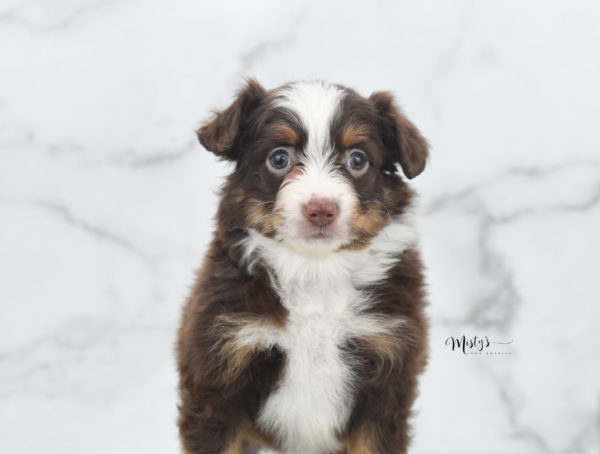 Mini / Toy Australian Shepherd Puppy Rufus