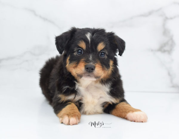 Mini / Toy Australian Shepherd Puppy Tubbs