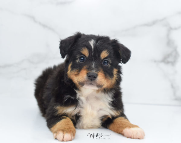 Mini / Toy Australian Shepherd Puppy Tubbs