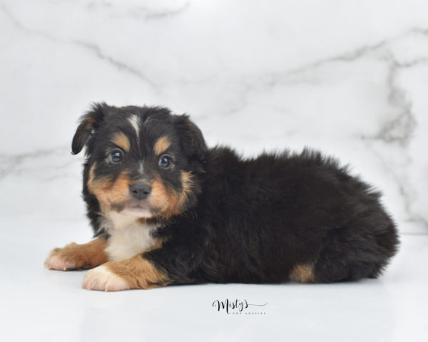 Mini / Toy Australian Shepherd Puppy Tubbs