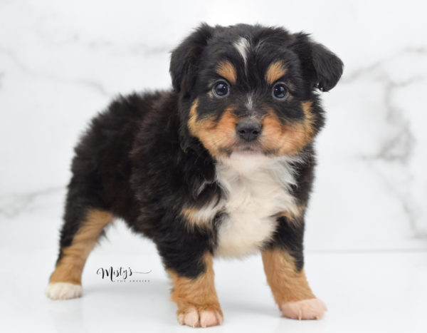 Mini / Toy Australian Shepherd Puppy Tubbs