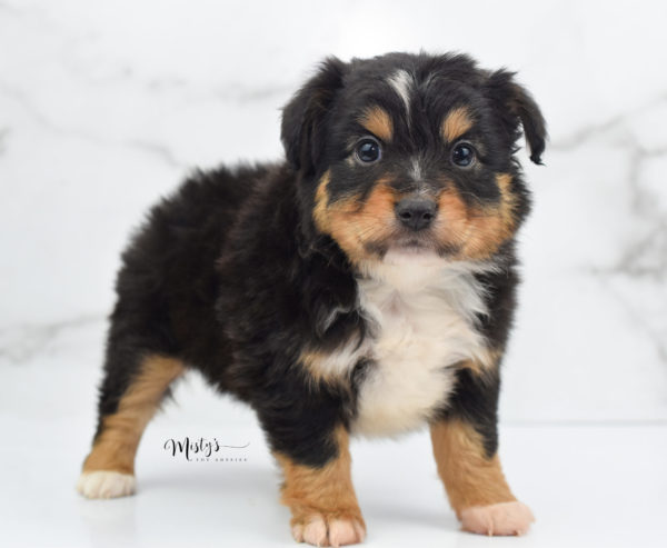 Mini / Toy Australian Shepherd Puppy Tubbs