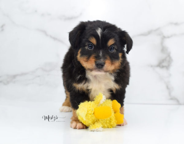 Mini / Toy Australian Shepherd Puppy Tubbs