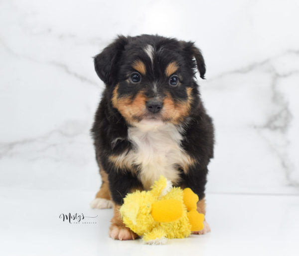 Mini / Toy Australian Shepherd Puppy Tubbs