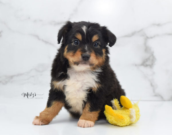 Mini / Toy Australian Shepherd Puppy Tubbs