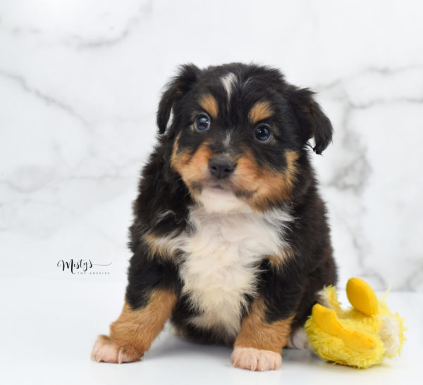 Mini / Toy Australian Shepherd Puppy Tubbs