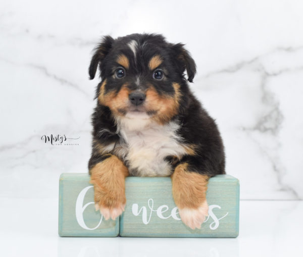 Mini / Toy Australian Shepherd Puppy Tubbs