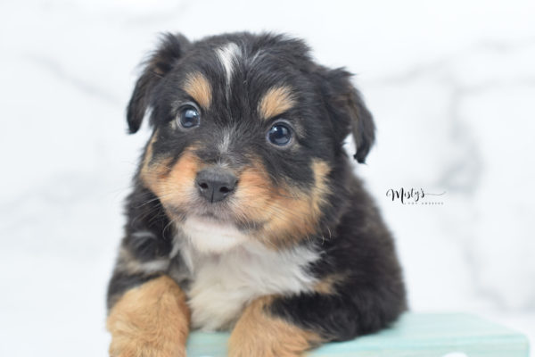 Mini / Toy Australian Shepherd Puppy Tubbs