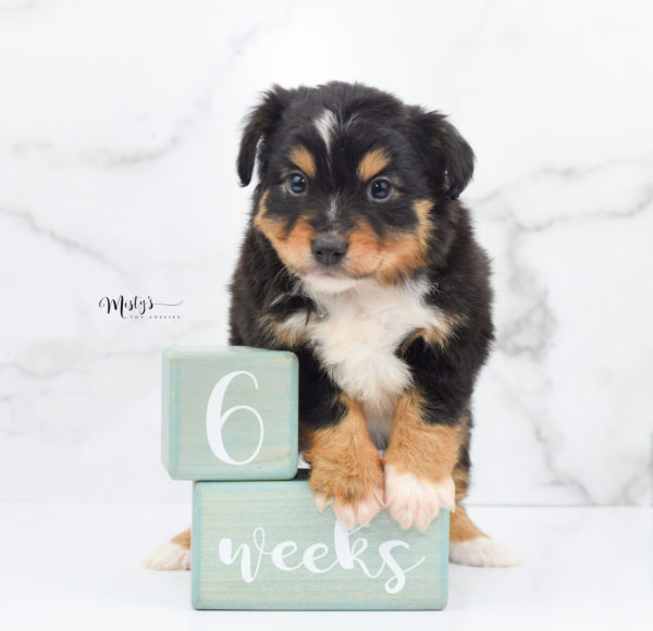 Mini / Toy Australian Shepherd Puppy Tubbs