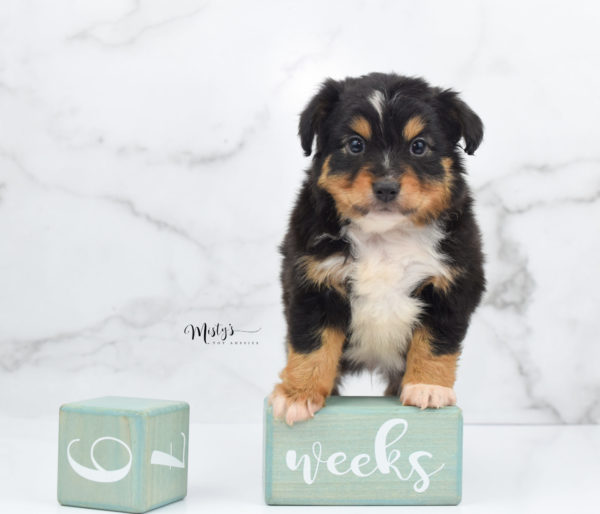 Mini / Toy Australian Shepherd Puppy Tubbs