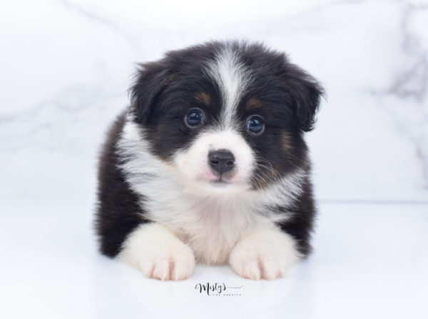 Mini / Toy Australian Shepherd Puppy Cola