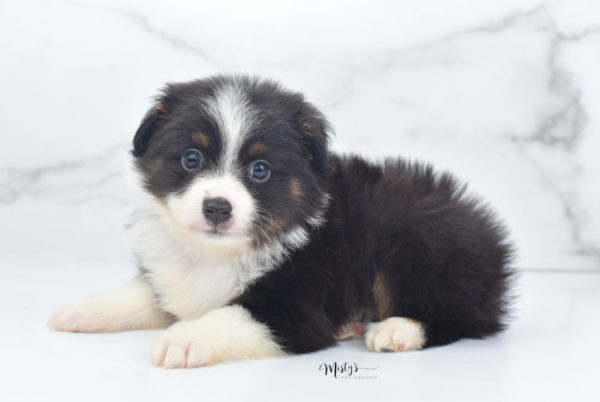 Mini / Toy Australian Shepherd Puppy Cola