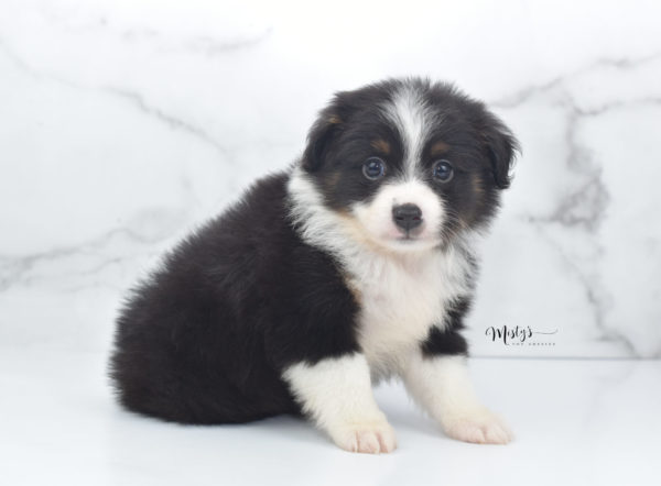 Mini / Toy Australian Shepherd Puppy Cola