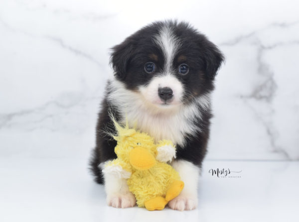 Mini / Toy Australian Shepherd Puppy Cola