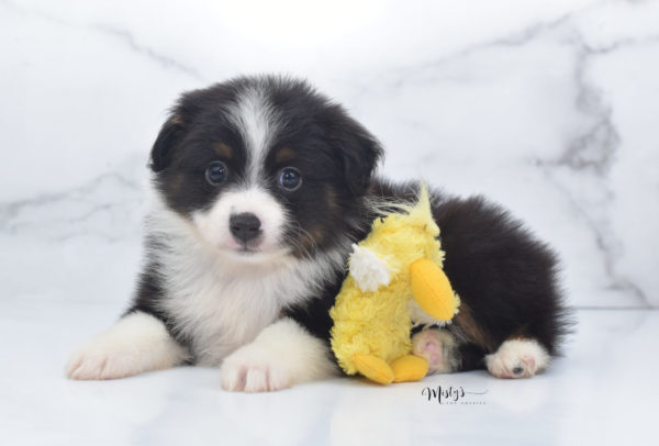 Mini / Toy Australian Shepherd Puppy Cola