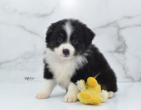 Mini / Toy Australian Shepherd Puppy Cola