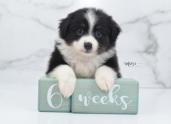 Mini / Toy Australian Shepherd Puppy Cola