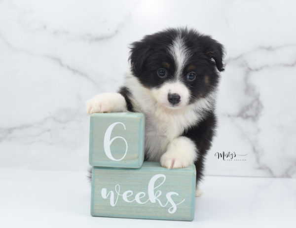 Mini / Toy Australian Shepherd Puppy Cola