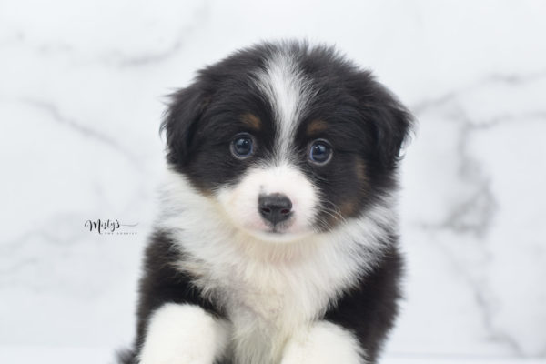 Mini / Toy Australian Shepherd Puppy Cola