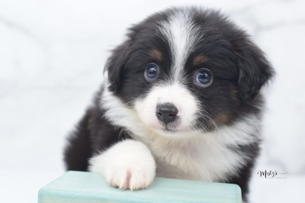 Mini / Toy Australian Shepherd Puppy Cola