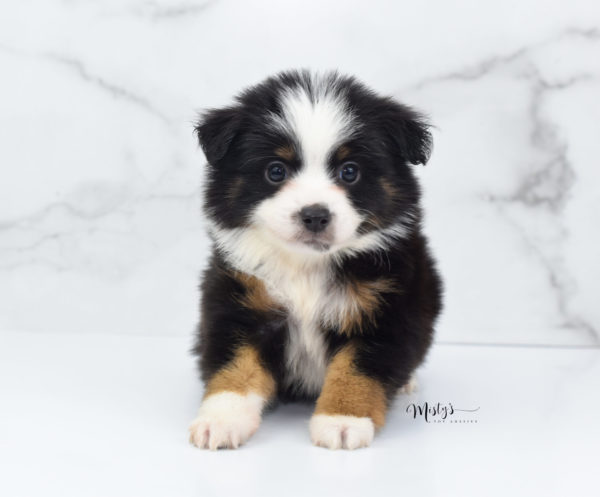 Mini / Toy Australian Shepherd Puppy Jimbo