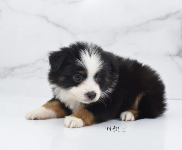 Mini / Toy Australian Shepherd Puppy Jimbo