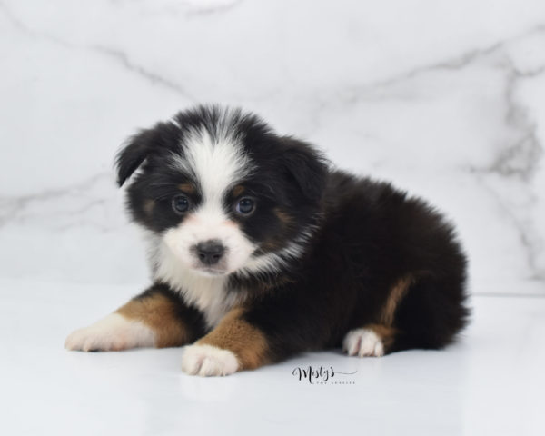 Mini / Toy Australian Shepherd Puppy Jimbo