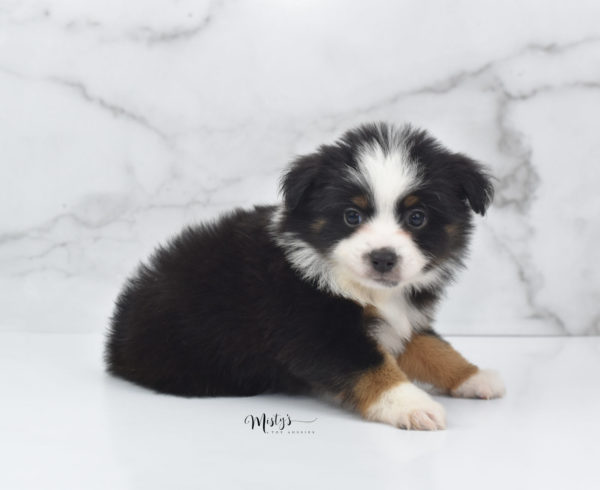 Mini / Toy Australian Shepherd Puppy Jimbo