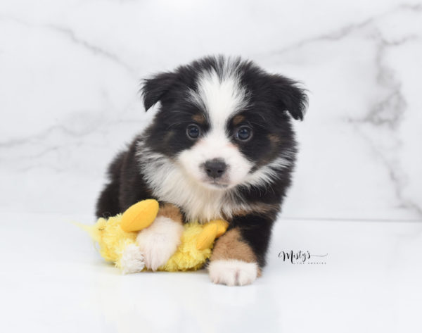 Mini / Toy Australian Shepherd Puppy Jimbo
