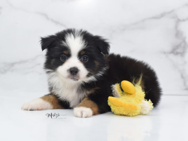 Mini / Toy Australian Shepherd Puppy Jimbo