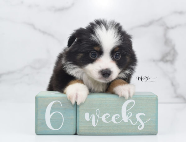 Mini / Toy Australian Shepherd Puppy Jimbo