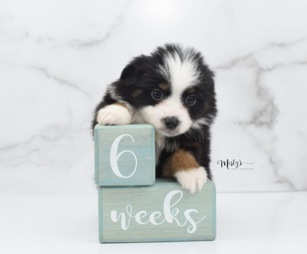 Mini / Toy Australian Shepherd Puppy Jimbo