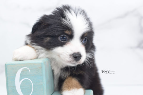 Mini / Toy Australian Shepherd Puppy Jimbo