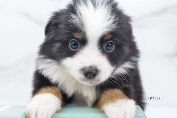 Mini / Toy Australian Shepherd Puppy Jimbo